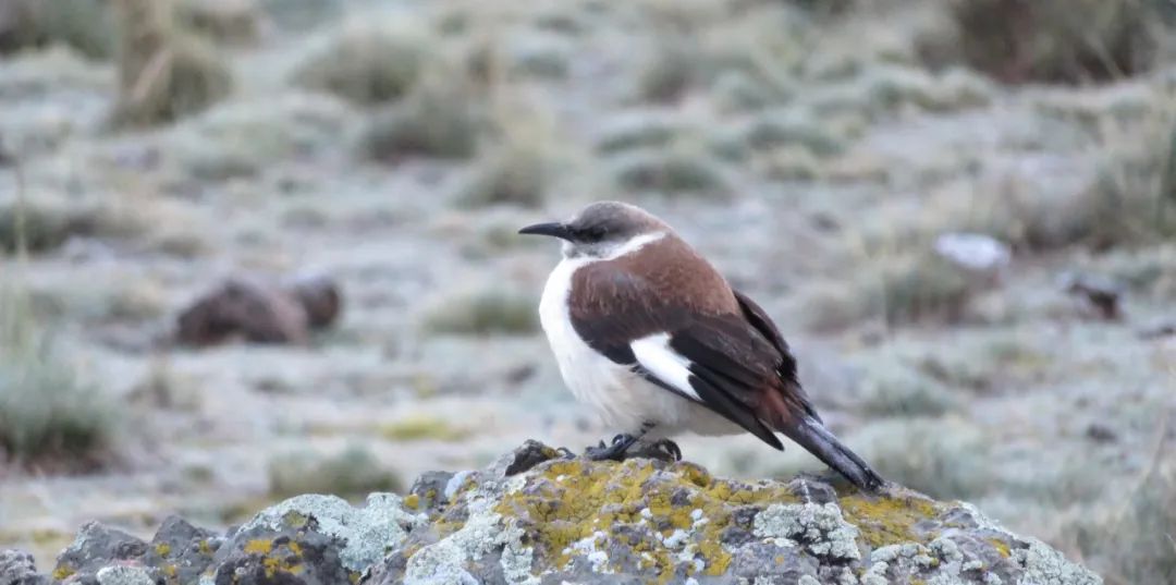 ��������MR��(�й�����)�ٷ���վ